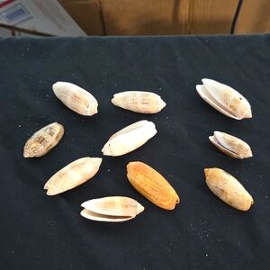 Lot Of 10 Fresh Seashells